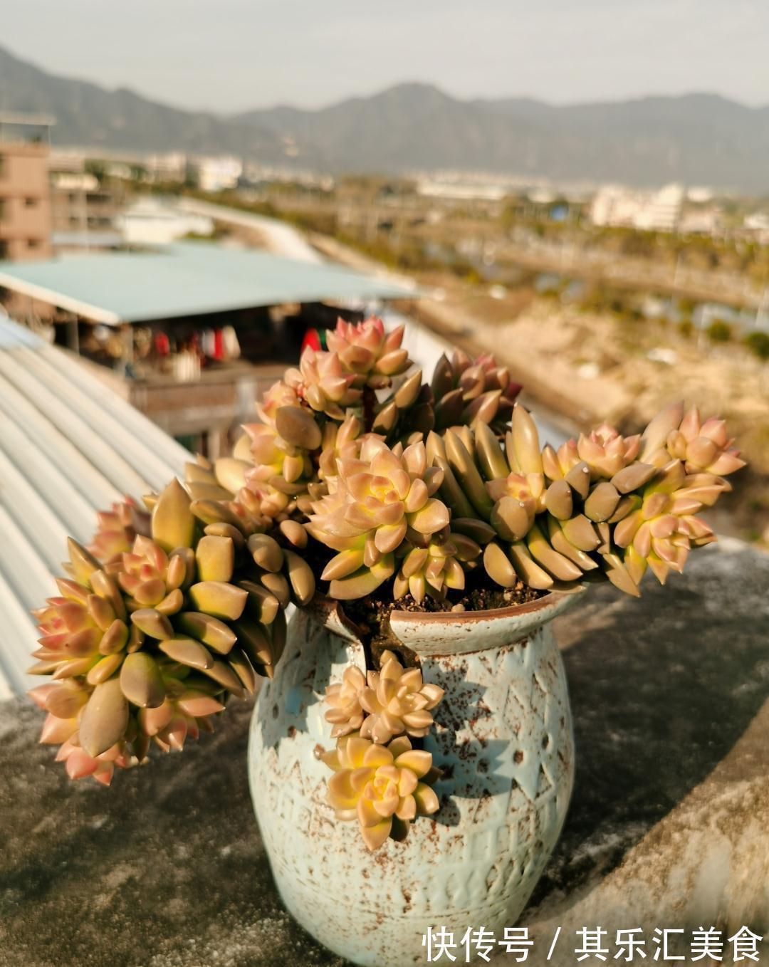 耐寒|这“三多肉”不怕冻,越冷越美出状态,零下30℃也能缀满一大盆