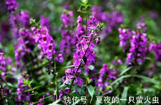 养花就养耐旱的,开花花朵挂满枝,比吊兰还好养,夏季也赏花不断