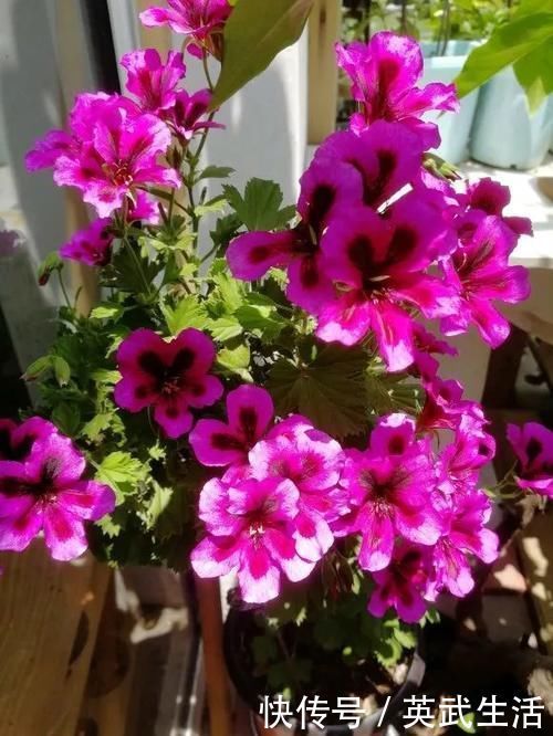 落花落蕾|7种花冬天要“春化”，必须冻满1个月，不然落花落蕾不开花！