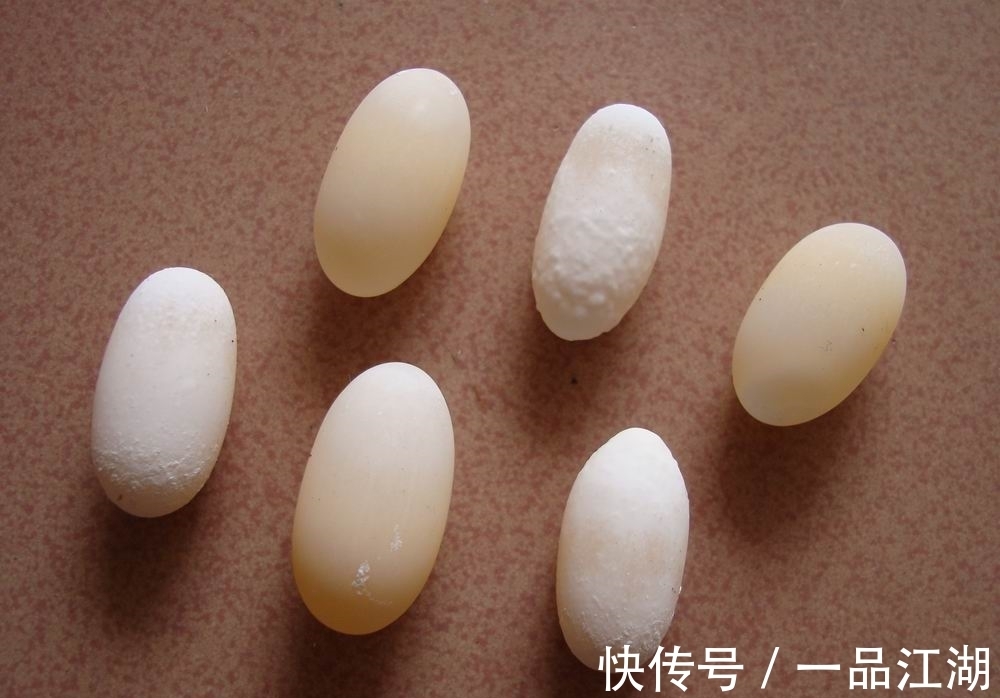 24个冷知识：生物老师看完直呼不可思议，但却真实存在的有趣知识