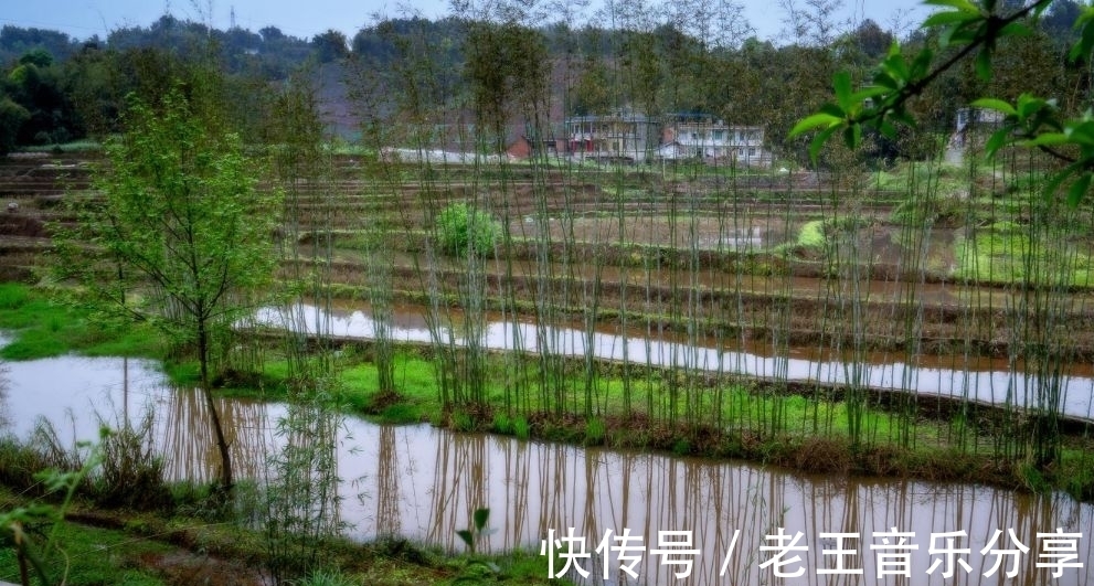 飞瀑|四川罕见的竹林景区，面积120平方公里，老人孩子都喜欢