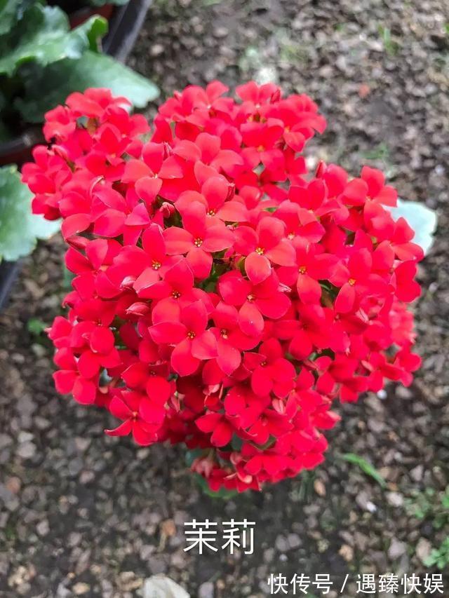 长寿花17个品种，个个都是爆花机器，谁见了都夸！