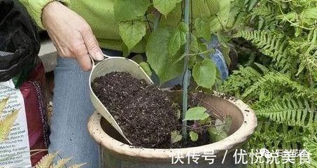 养花土成“硬土块”,加3种“松土剂”,很快变松软,养啥花都旺