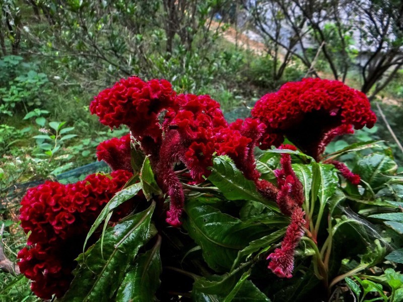 生肖|让男人死心塌地的4个生肖,婚后魅力不减而增,追求者接连不断