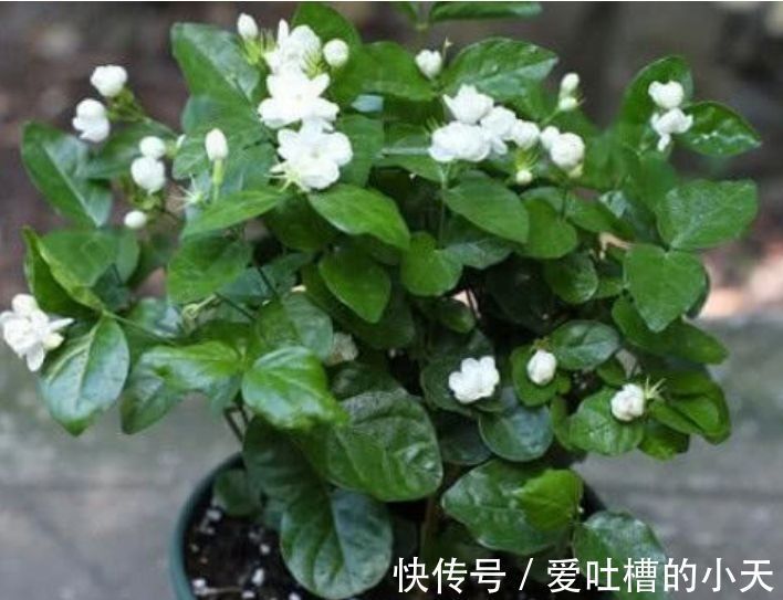 微酸性|几种花是爆盆能手,开起花来拦不住,不用管也能长得旺,开花不断