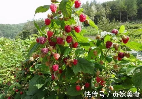 食物|人到中年,推荐常吃3种食物,养肝排毒,补益气血,改善体质