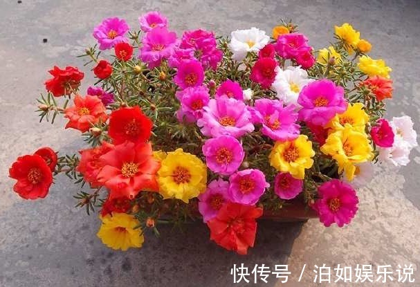 办法|养护太阳花，用这样的办法，年年都可以开花，花大色艳，好看