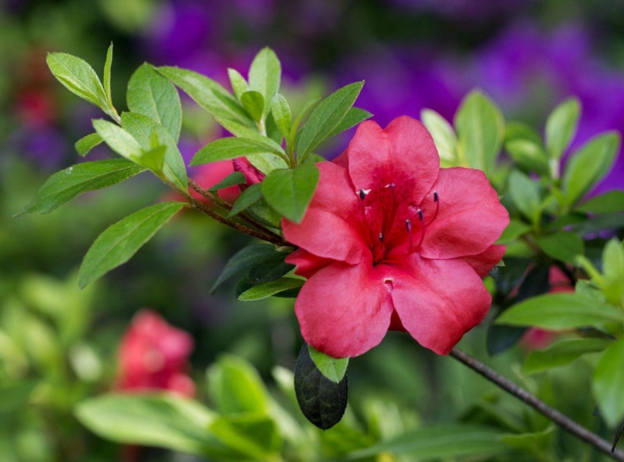 三种爱“吃醋”的花卉，一周喝一次，花苞蹭蹭往外冒！