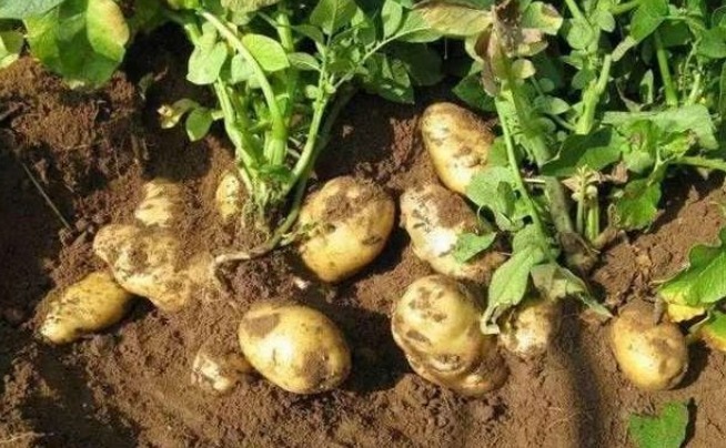 尿素|马铃薯健脾益气、解毒消炎，如何收获高产优质的马铃薯，只需四点