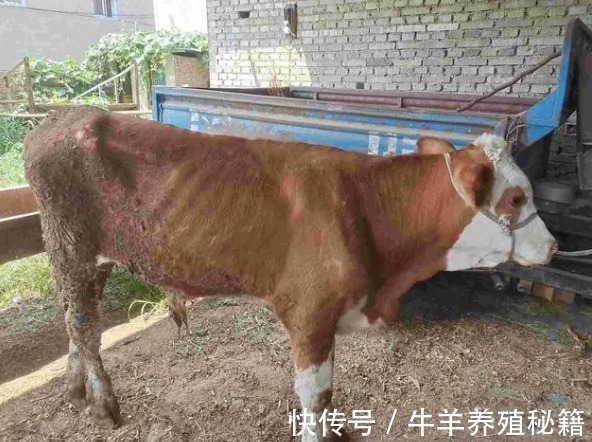 病毒性腹泻|牛腹泻用什么药?牛腹泻用什么药能治?本文教你治疗牛腹泻