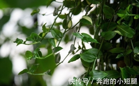 叶子|真土豪!英国小伙家里养珍奇植物,单一片叶子就能卖上10万