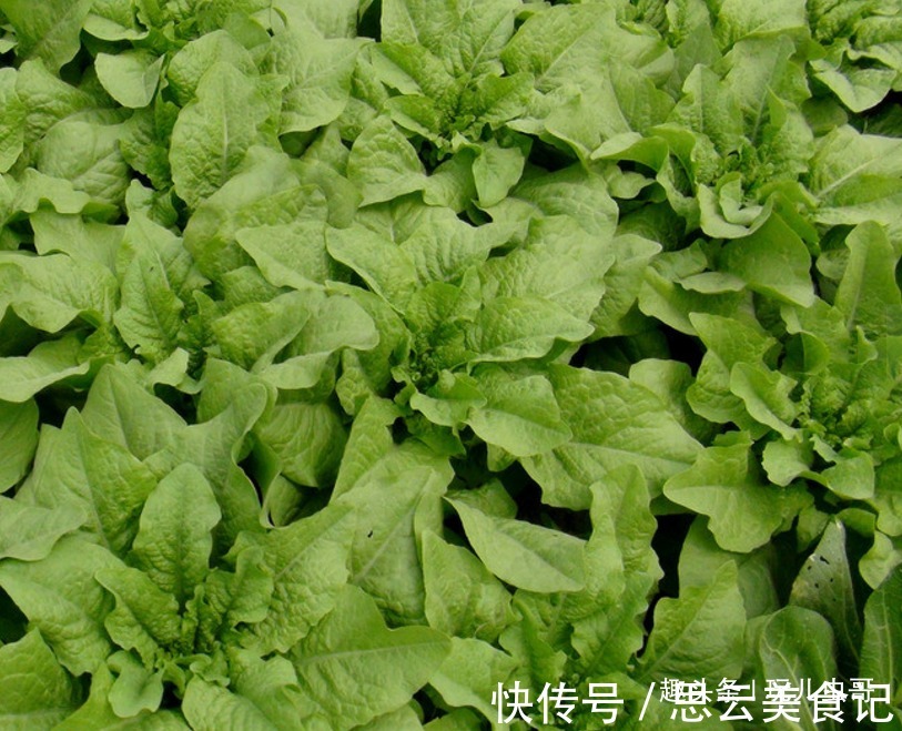 采收|莴苣美白牙齿,营养美味,掌握四点,种出一年9熟绿色莴苣来!