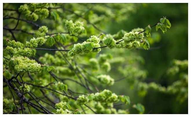 春天难得的一种野菜,过去白送不爱吃,如今10元1斤难买到