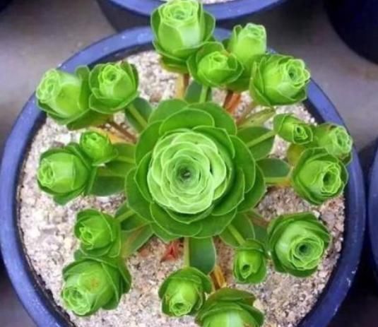 多肉一到夏季就休眠这3种长出“小包子”,照样美美哒