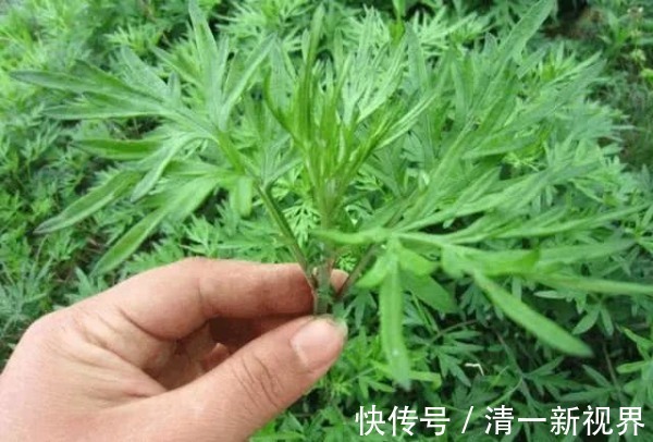 泡水|现在才知道,蒲公英不能随便泡水喝,三个问题要注意,别犯错!