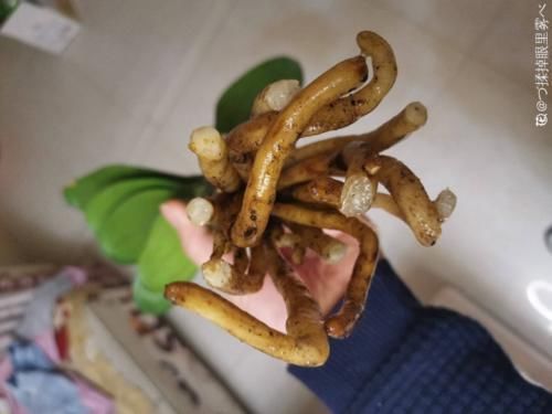 一叶兰|低于5度,6种花一整个冬天不浇水,也能照样活!