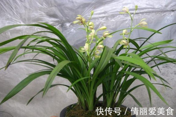 几百块一盆的君子兰，却敌不过这种小溪边挖回的建兰，年年开花