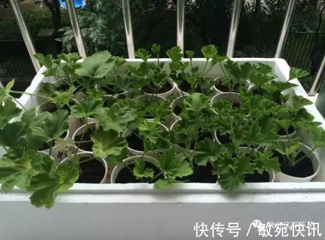 3种花太贵,别再买了,剪几个枝就能扦插几十盆!