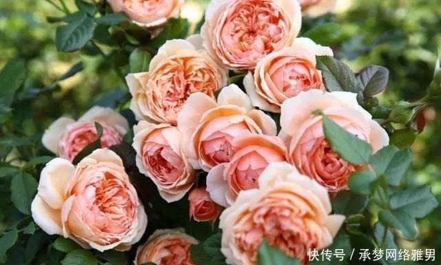 开爆|爱你的小花匠,七夕前,养好了20种月季花,随便1种都已开爆盆