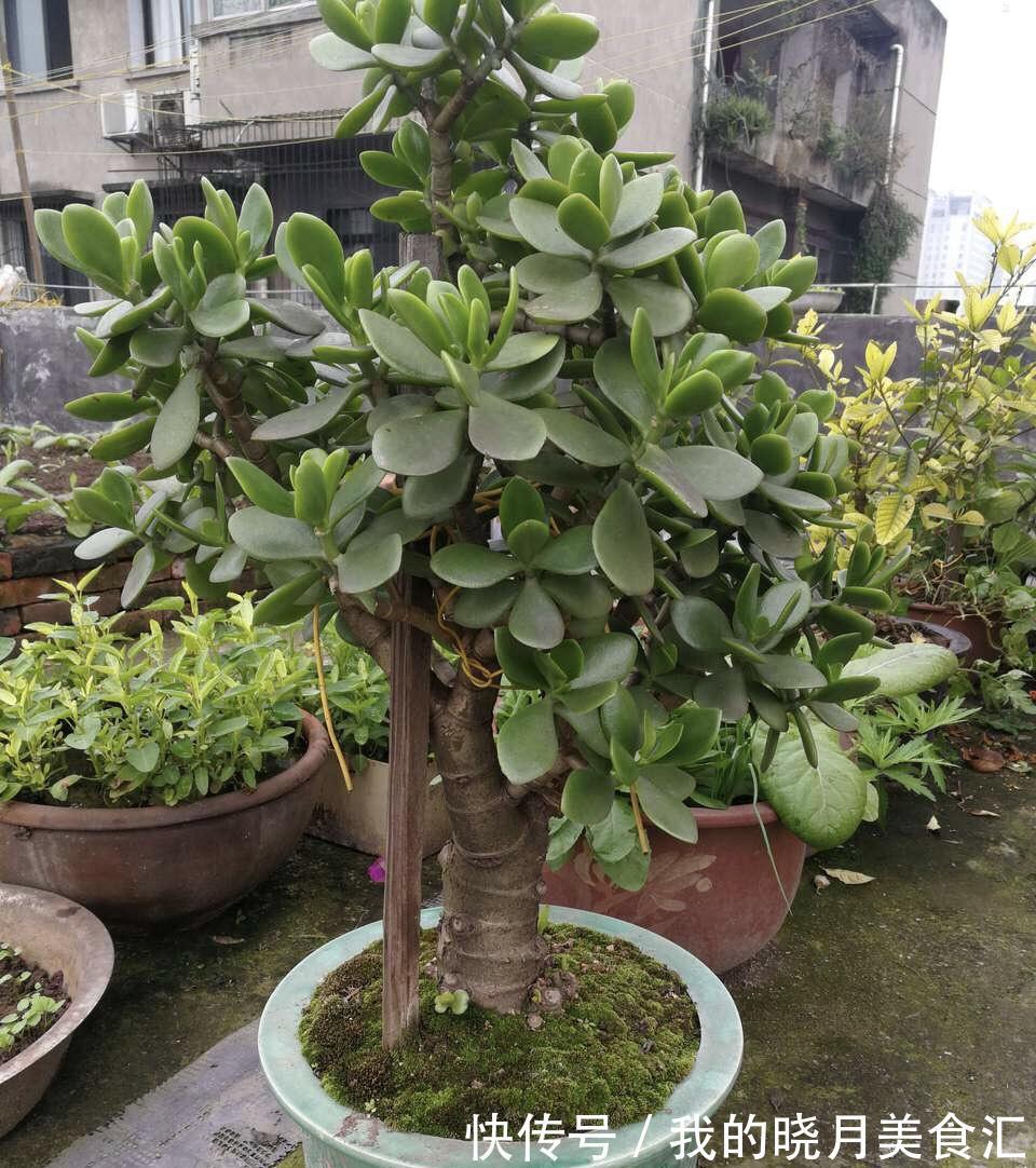 养玉树3个“控养法”，学会克制，才能长成“玉树临风”的大盆景