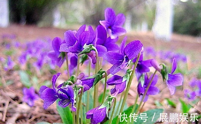 此花是为了纪念曾经的美丽所盛开的花，淡淡的紫色好看又优雅