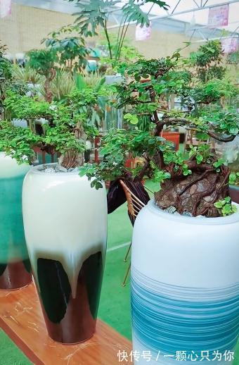 这是一株漂亮的抱石雀梅,你没看错,盆景也可以水培