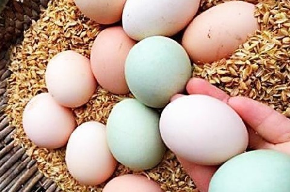 你买鸡蛋挑大的还是挑小的养殖户不小心说漏嘴,看完别再买错了