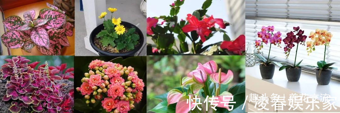 一年四季可以养在室内的开花植物和观叶植物，附新手养护教程