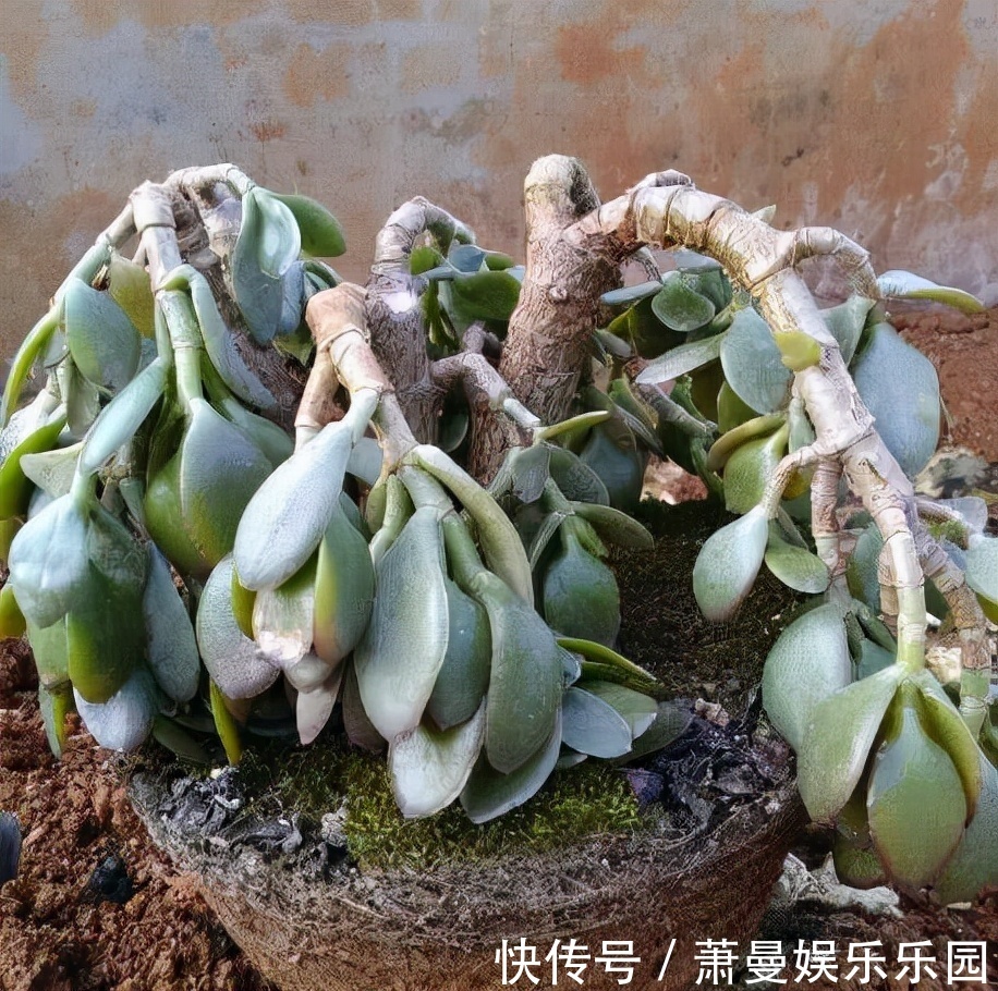 浇水|8种“漂亮花”，冬天要“虐着养”，越虐越健康，不然很难过冬