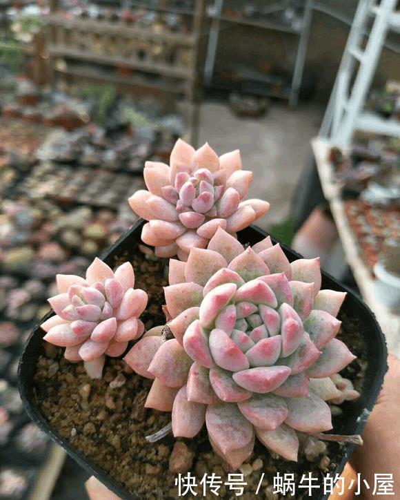 多肉没有高低贵贱,肉友的水平却有高低