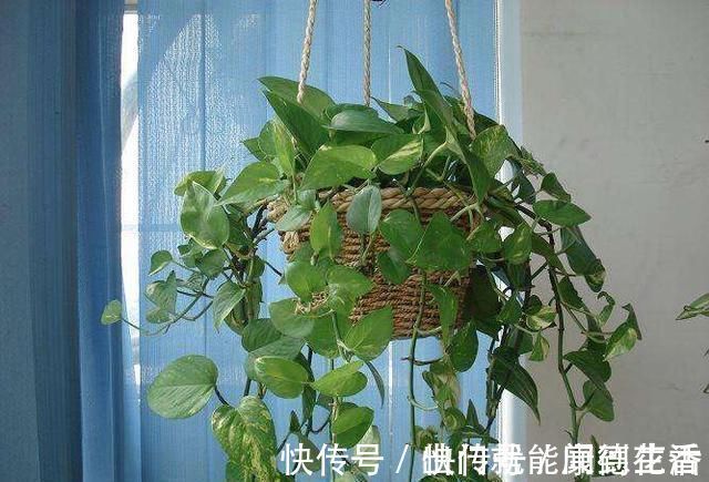 异味|卫生间就养这“4种盆栽”,去异味,吸潮气,养眼好打理