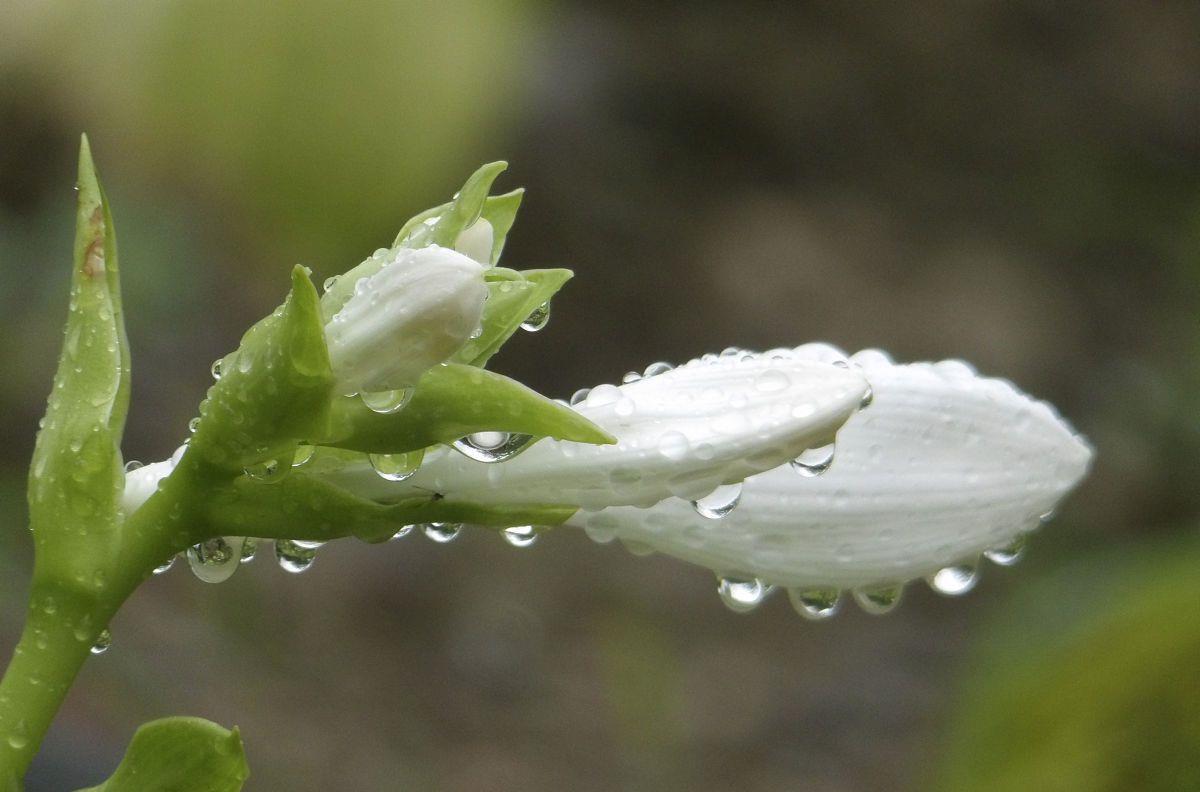 光照|喜阴的室内植物花卉有哪些