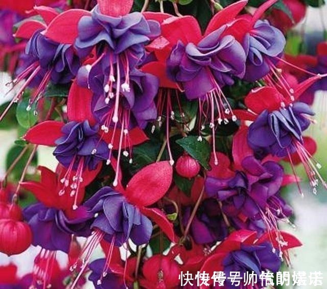 绿萝|比绿萝还漂亮的花,一个枝泡水里,10天长根,喜庆好看,一开99朵