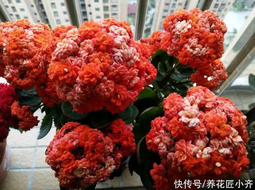 长寿花4月养护技巧，让它长满侧芽，叶片大又绿，秋季满头花苞