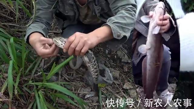 广西年轻夫妻俩组团野钓，小洞口里藏着米级大鲶鱼，最终遗憾回家