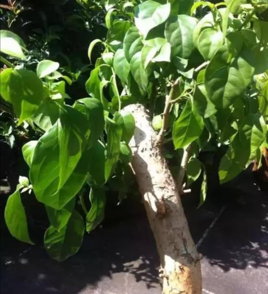 三角梅只长叶子不开花,该怎样去解决?做好3个方面