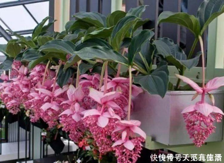 一年四季|此款小花,开花美长势旺,黄绿交辉,展现内敛美