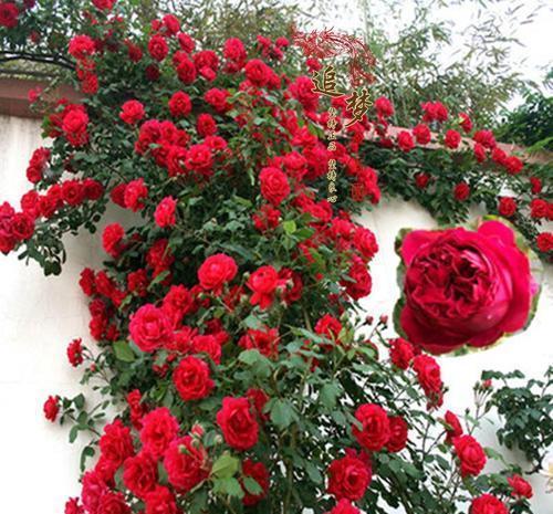 层叠群花|4种月季，耐晒又勤花，40℃照样开出层叠群花，花持久惹人爱