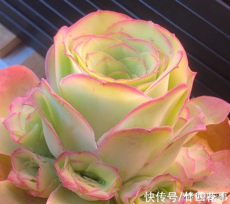 黛比|七款适合女生的多肉植物，便宜皮实好养护，易出状态颜值高