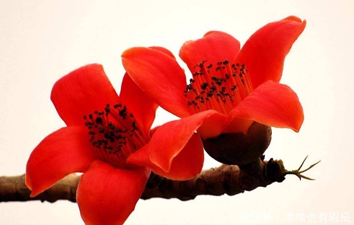此花盛开时,娇艳的花朵宛如英雄的鲜血染红了树梢,十分绚丽夺目