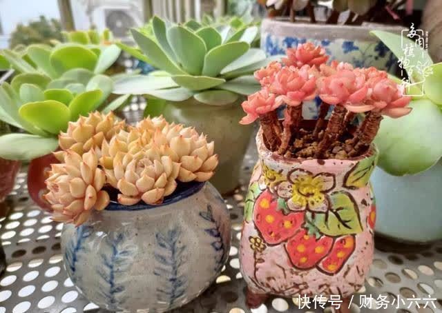 揭秘:那些干净又温暖的多肉照片从哪里来?