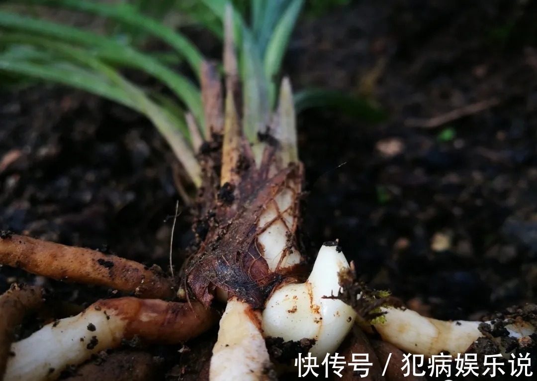 兰花|兰花僵苗怎么办?最怕这种错误判断,兰友:难怪一直不开花