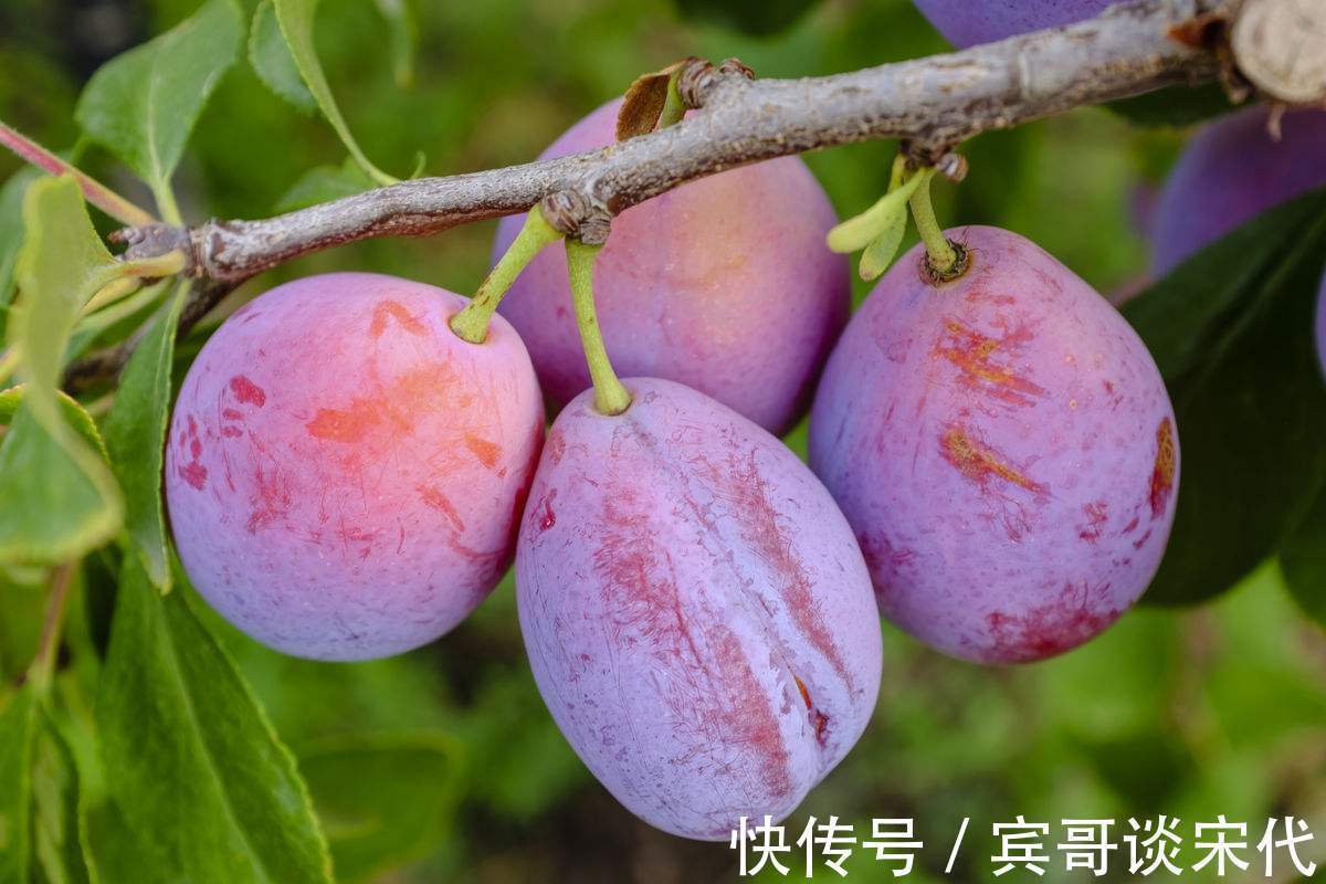 清道夫|女性常吃此水果可促进肠道蠕动,解决便秘问题,俗称''肠道清道夫