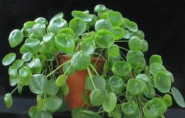 三月种上这些花,满足大水大肥大太阳,长势喜人装满盆!