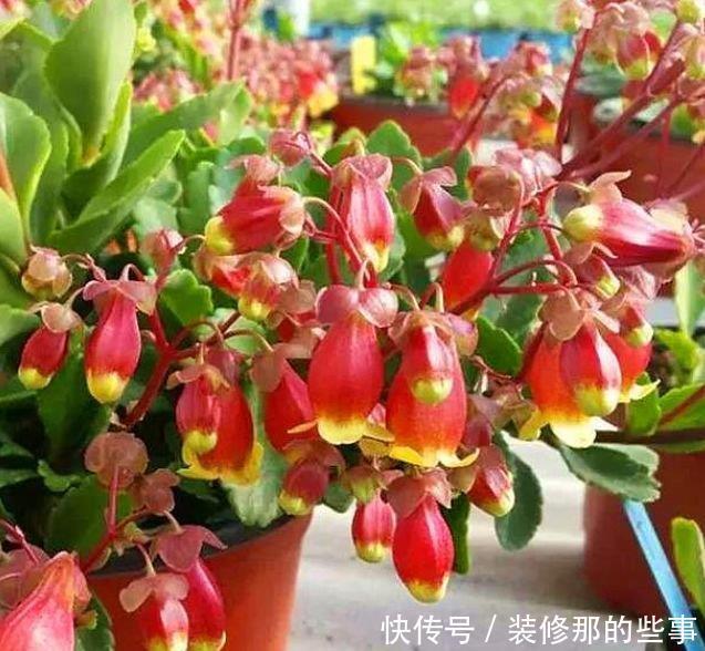 易爆|喜欢赏花,夏天就种此款小花,花色繁多易爆盆,娇艳欲滴