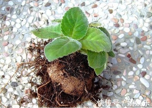 一片叶子养了十几盆,叶子翠绿花儿姹紫嫣红,美丽动人