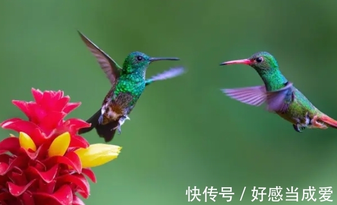 运动|动物界的运动奇才,谁是真的速度王者?谁又是耐力王者?