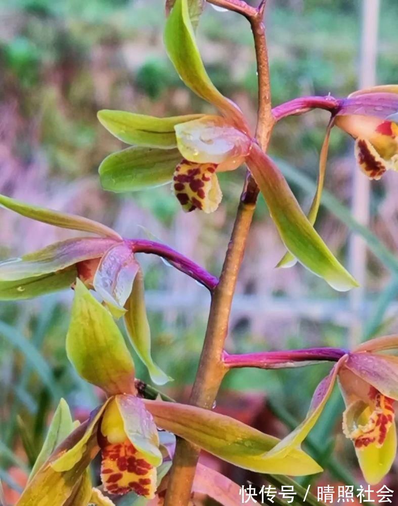 兰花可以用复合肥吗?季节、方法、种类,这3者缺一不可