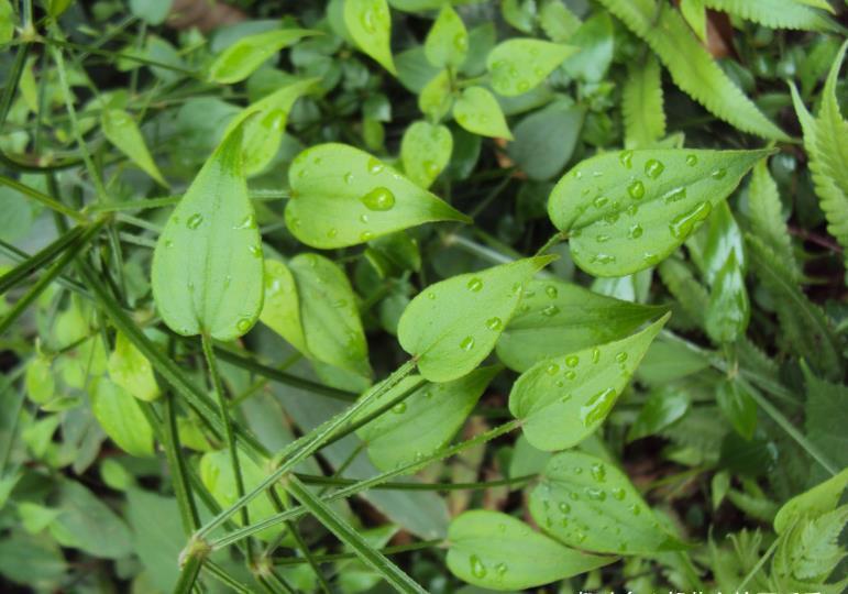 茜草|农村一种叫茜草的野草，农家人常用其根部炖汤喝，营养很丰富