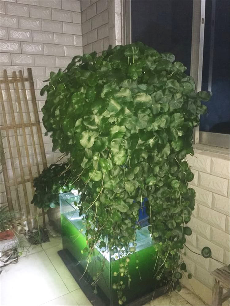大神用这水养铜钱草，叶片像荷叶一样大，3个月爆盆成瀑布！